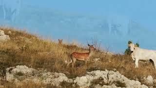 Loups cerfs Abruzzes 09 24 [upl. by Neumeyer450]