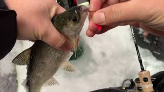 Tullibee ice fishing in Minnesota [upl. by Ener133]