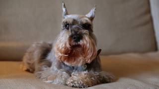 Miniature Schnauzer Dogs 101 Is a Miniature Schnauzer Dog Right For You [upl. by Eornom]