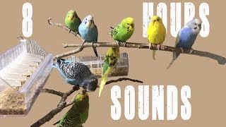 Budgie Sounds Voices Singing Chirping Chattering and Shouting 8 Hours [upl. by Mukerji]