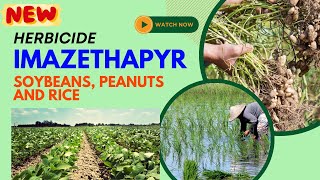 Imazethapyr Effective Herbicide for Weed Control in Legumes soyabean rice newherbicide [upl. by Aisiat]