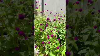 vadamalli gomphrena flower naturelovers flowergarden purpleflower 🌸💜 [upl. by Eenert]