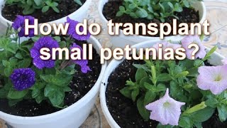 Growing Petunias In Pots How do you transplant small petunias My Easy Steps  Alexas Garden [upl. by Inoek]