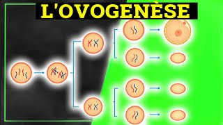 LOVOGENÈSE  Histologie [upl. by Valerian]