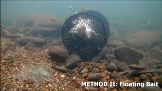 Best Way to Catch Crawfish  Crayfish [upl. by Adirf]