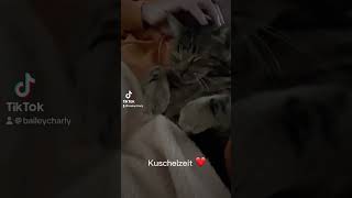 Kuschelzeit mit Kater [upl. by Amliw]