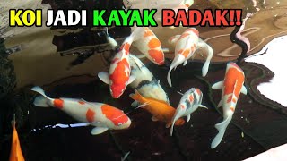 TUTORIAL PEMBERIAN PAKAN KOI AGAR CEPAT JADI JUMBO koi ikankoiindonesia PutuAryanata [upl. by Pavel]