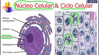 Biologia Celular  Núcleo Cromatina amp Cromossomos [upl. by Arema]