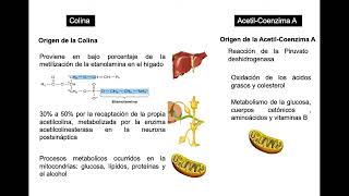 Neurotransmisor de Acetilcolina [upl. by Asselim]