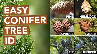 Not Every Conifer Is A Pine Conifer Tree ID [upl. by Shaddock]