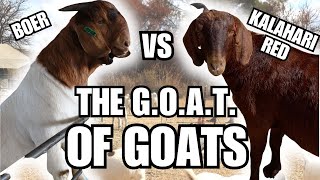 The BOER vs The KALAHARI Red farming goat goatfarming [upl. by Gnoix716]