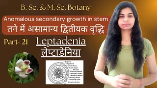 Anomalous secondary growth in stem  Leptadenia लेप्टाडेनिया  B Sc amp M Sc Botany [upl. by Drawets]