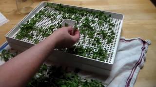 How to Dehydrate Oregano Preserve your oregano by dehydrating [upl. by Rocray]