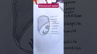 monocotyledon seed diagramhow to draw monocot seed biology shorts easy [upl. by Essa812]