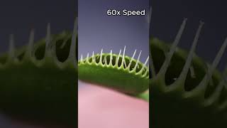 Venus Flytrap Vs Wolf Spider  How Does The Venus Flytrap Close amp Digest [upl. by Yerffoej741]