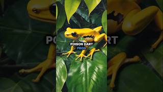 Golden Frogs Deadly Secret Beware shorts Wildlife [upl. by Llevel692]