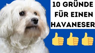 Die 10 wichtigsten Gründe für einen Havaneser 🐶 [upl. by Malloy884]