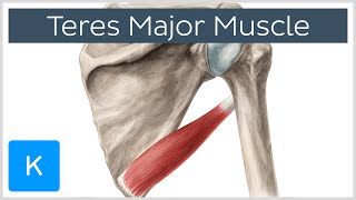 Teres Major Muscle  Origin Insertion amp Action  Human Anatomy  Kenhub [upl. by Ahtnamys109]