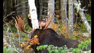 chasse orignal best moose CALL jason tremblay guide [upl. by Trabue71]