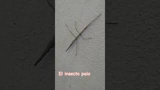 El insecto palo [upl. by Ananna907]