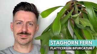 Growing guide for Staghorn Fern Platycerium bifurcatum  Care and Growing Tips and Tricks [upl. by Ahsiekahs]