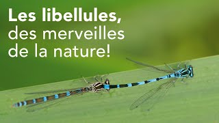 Les libellules des merveilles de la nature [upl. by Roslyn]