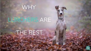 Why Lurchers Are The Best [upl. by Ozen]