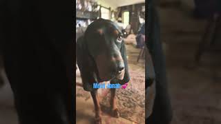 Black and Tan Coonhound named Jonah 💕 coonhound hounddog elvis pennsylvania [upl. by Nena]