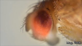 Fruit fly and its lifecycle under the microscope [upl. by Bates]