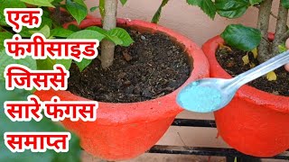 Saaf Fungicide Fungicide for plants  Saaf fungicide how to use  Saaf fungicide kya kaam karta hai [upl. by Kayne]