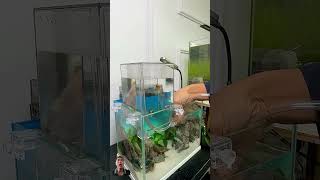 aquarium fish aquascape fishtank aquariumfish bettafish tanksetup [upl. by Ynohtna]