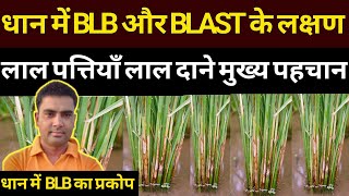 धान में BLB और BLAST का प्रकोप।। Bacterial Leaf Blight in Rice  BLB in Rice Symptoms [upl. by Brittany]