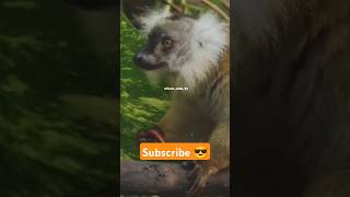 Lemur Animal 🔥 shorts factsinhindi facts factshorts dadajifacts lemur animal fact [upl. by Won]