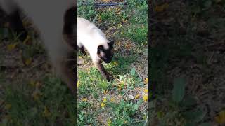 Early morning Siamese cat meows 😍 shorts [upl. by Rhpotsirhc]