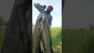 Wallago Attu fish catch short [upl. by Belamy]