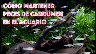 Cómo mantener peces de cardumen 🐟🐟🐟 en acuarios [upl. by Amrac885]