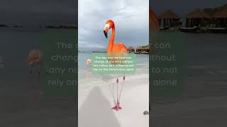 Flamingo Beach Aruba 🦩 How To Get a Day Pass to Renaissance Island  BEST WAY [upl. by Oringas]