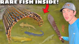 I Caught RARE Fish in a Primitive Fish Trap [upl. by Boycie70]