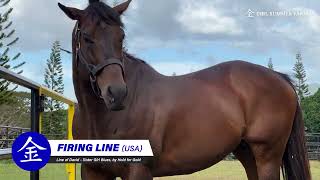 FIRING LINE Line of David  Sister Blues by Hold for Gold COOL SUMMER FARM FEATURED STALLION 2024 [upl. by Dearborn]