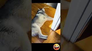 WATCH NOW Top Funny Mistakes LOL 60 😄😄😄 funny npa funnyvideo funnyvideos shorts comedyvideo [upl. by Aehs]