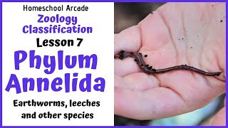 What are Annelids  Phylum Annelida [upl. by Fujio]