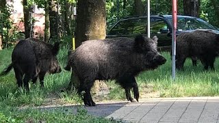 Krynica Morska Spotkanie z dzikami  21052017 [upl. by Keiko]