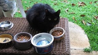 Feeding Cats [upl. by Isus769]