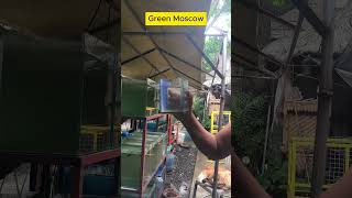 Beautiful Green Moscow Guppy Fish guppy guppyfish guppybreeder guppybreeding [upl. by Yasmeen283]