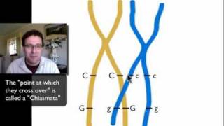 Dihybrid Crosses and Linked Genesmov [upl. by Roosevelt]