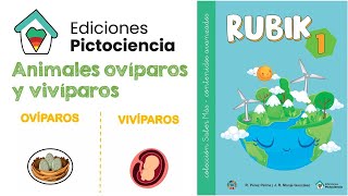 Animales ovíparos y vivíparos SABER MÁS  ACM 1 ✔ PICTOCIENCIA [upl. by Naitsabas]