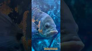 Jewel cichlid fish Mbuna Cichlid Fish Oscar fish Flowerhorn fish ksrglobalaquarium oscarfish [upl. by Aneeras]