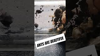 Ants The Unseen Superheroes of Nature [upl. by Ferrell444]