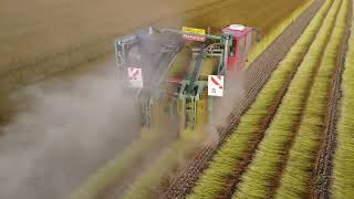 Flax harvest  vlas slijten  Depoortere machines [upl. by Eisteb]