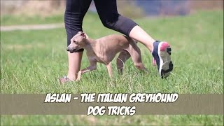 Aslan the Italian greyhound  Dog tricks [upl. by Mossberg]